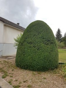 Entretien d'un buisson