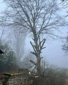 Taille d'un arbre