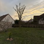 Taille d'un arbre