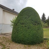 118666408_169313968054965_7051216334695762760_n Entretien d'un buisson