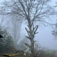 Taille d'un arbre